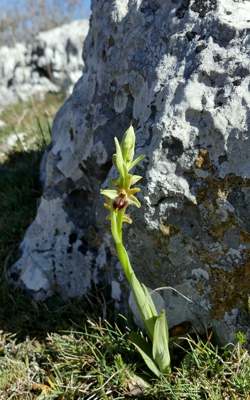 Marsica 2022, Monte Girifalco e Monte Arunzo  Le orchidee e la storia.